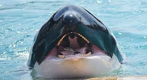 Android kernel 4.4 platform optimizations improved memory management Killerwal Wallpaper Android Killerwal Tapete 2048x1121 Wallpapertip