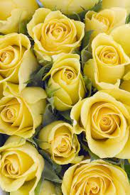 Purple lilacs represent the first emotions of love while magenta lilacs symbolize love and passion, perfect for a more serious lover. 21 Special Rose Color Meanings Rose Flower Meanings For Valentine S Day