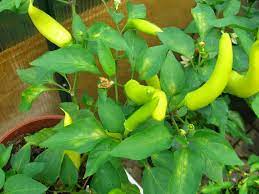 Starting hungarian wax pepper seeds under lights. Fertiggestellt Hungarian Wax Chiliforum Hot Pain De