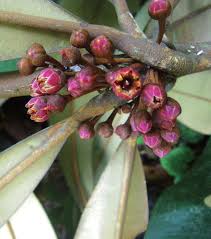 Image result for Englerophytum natalense