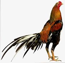Ayam Bangkok F1 Ayam Thailand Hewan Binatang