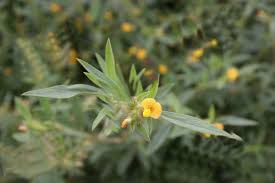 Image result for Stylosanthes