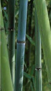 Black Bamboo Plants For Sale Ireland Phyllostachys Glauca Bamboo Phyllostachys Bamboo For Sale Growing Bamboo