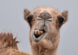 Posted by unknown at 01:03. Cow Camel Qurbani