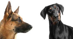 A doberman german shepard mix will likely be a muscular and athletic dog with a short soft coat, which is often a mix of dark brown to black and tan. German Shepherd Doberman Mix What A Guard Dog