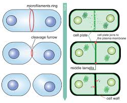Types of plant cell cycle. 7 3 Mitotic Phase Mitosis And Cytokinesis Biology Libretexts