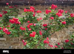 Image result for Rosa sp.