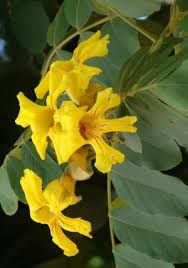Image result for Markhamia lutea