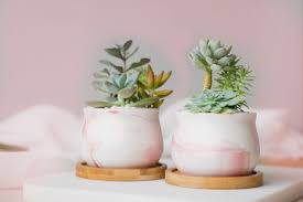 Succulent Arrangement Ideas In Pink Marble Ceramic Pots With Wooden Base Succulent Arrangements Pink Marble Succulent Pots