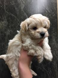 Colonial drive orlando, fl 32817. Maltipoo Pups Carrying Brown And Black 405 385 9075 Flagstaff Sedona For Sale Flagstaff Sedona Pets Dogs