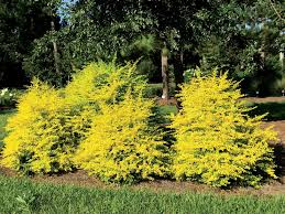 Image result for Ligustrum