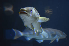 Canned cod liver is packed in its own oil and juice. Tipps Fur Nachhaltigen Fischkonsum Nachhaltify De