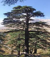 If the disease does spread to the trunk, then it can kill the tree, so if you spot signs of it, then it needs to be addressed immediately. 14 Cedars Of Lebanon Ideas Cedar Lebanon Lebanon Cedar
