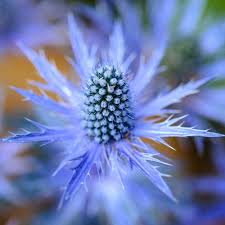 Sea holly seeds found in: Eryngium Seeds Eryngium Planum Blue Sea Holly Flower Seeds