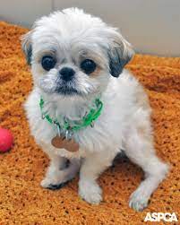 Scared And Alone Leilani Waited To Be Rescued After Giving Birth To Stillborn Puppies And Being Abandoned In An Elevato Cute Baby Animals Baby Animals Animals