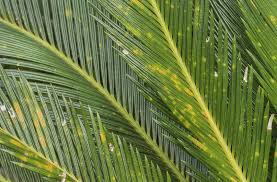 Toxic components all parts of c. Sago Palm Diseases And Pests Common Problems With Sago Palm