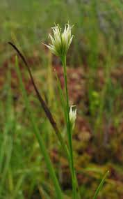 Image result for Rhynchospora gracillima