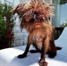 Image result for somd MPD