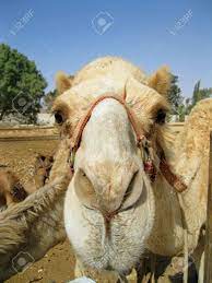 Their humps are reservoirs of fats which help them to. Camel Nose Stock Photo Picture And Royalty Free Image Image 47437168