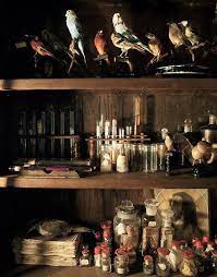 salon d histoire naturelle ショップ紹介6 antique salon 魔女の部屋 動物のスケッチ レトロ 背景