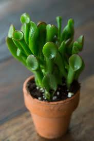 It has gently ridged sides that are covered with tiny white dots. Succulents Explained How To Identify And Grow 12 Favorites Gardenista Succulents Types Of Succulents Plants Plants