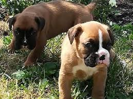 Our goal at boxer blvd is to find the perfect healthy puppy for your family and to have the shortest waiting period possible! Boxer Puppies For Sale Colorado Springs Co 281129