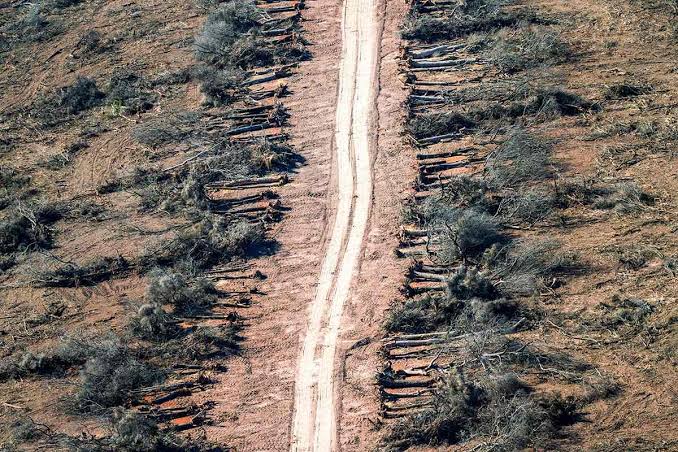 A quince años de la Ley de Bosques: "Defender y profundizar su implementación y alcances" - Agencia de Noticias Tierra Viva
