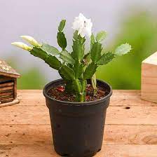 The hanging branches, which are made up of flat there are certain factors that can help — or hinder — your christmas cactus's potential. Christmas Cactus Schlumbergera Succulent Plant Mangomeadows Best Nursery In Plants In Kerala
