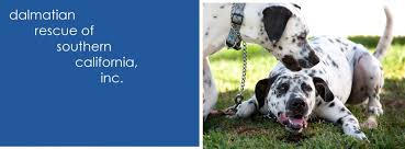 Dalmatian puppies are the cutest, but are they the right dog for you? Dalmatian Rescue Southern California Inc Home Facebook