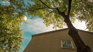 Nachbarrecht Wann Darf Die Hecke Auf Der Grundstucksgrenze Weg