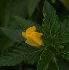 Image result for Turneraceae