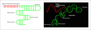 Cas9 Mechanism | CRISPR/Cas9