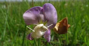 Image result for Vigna vexillata