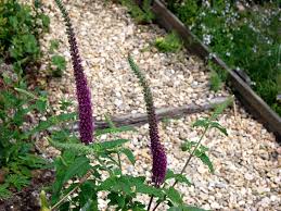 Image result for Exochaenium teuszii