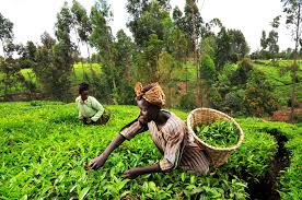 Tanzania italian petrolium oil refinery (tiper) 841 km. Best Time For Tea Growing Season In Kenya 2021 When To See Rove Me