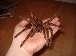 Does a camel spider eat huntsmen spiders? What The Scariest Spider Looks Like The Largest Spiders In The World