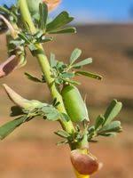 Image result for Crotalaria aculeata