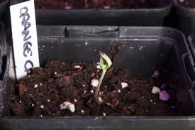 Check spelling or type a new query. How To Prevent The Death Of Cannabis Seeds And Seedlings Alchimia Grow Shop