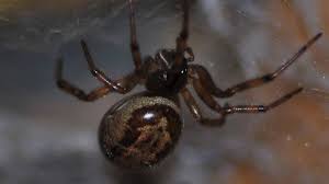 Why do spiders come inside? Noble False Widow Spider Shares Traits With Black Widow
