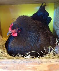 Black Australorp Chicken Egg Color Black Australorp Production Hen Chicken Breeds Black Australorp Backyard Poultry