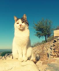 Kunci jawaban akan dikirimkan melalui whatsapp atau email 3. Turkey Travellingactually