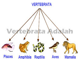 Peredaran darah tertutup dan ganda. Vertebrata Adalah Ciri Ciri Dan Jenis Hewan Vertebrata