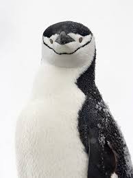 King penguin, emperor penguin, adelie penguin, chinstrap penguin, gentoo penguin, little penguin, magellanic penguin, humboldt penguin, galapagos penguin, and african. Chinstrap Penguin Facts