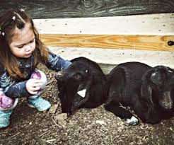 Maybe you would like to learn more about one of these? The Best Animal Farms And Petting Zoos On Long Island Mommypoppins Things To Do In Long Island With Kids