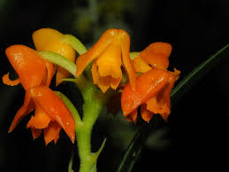 Image result for Polystachya kermesina