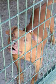 Kucukcekmece De 2 Sahipsiz Pitbull Bulundu