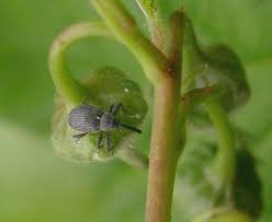 Image result for květopas jahodníkový