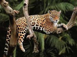 Females have litters of one to four cubs. Top 10 Facts About Jaguars Rainforest Cruises