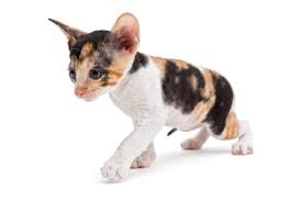 Heavy Breathing Cat The 3 Types Of Heavy Breathing And What They Mean All About Cats