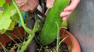 Check spelling or type a new query. How To Grow Cucumbers In Containers And Pots In The Garden Dengarden